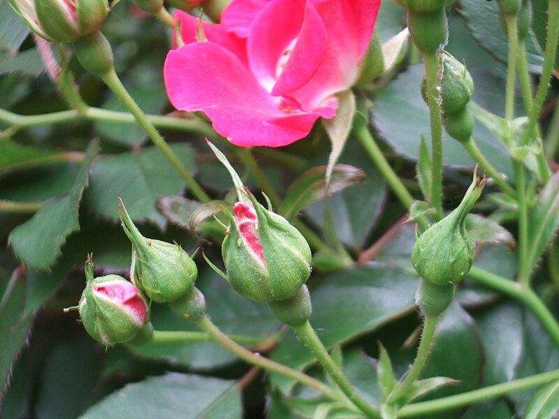 File:Knockout Rose Buds.jpg