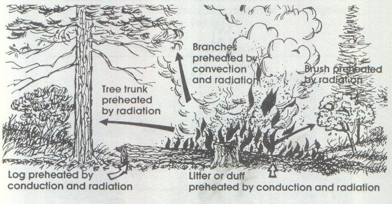 File:Ladderfuels.png