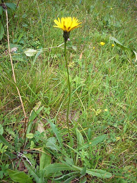 File:Liondent des Pyrénées.jpg