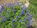 Lupinus nootkatensis