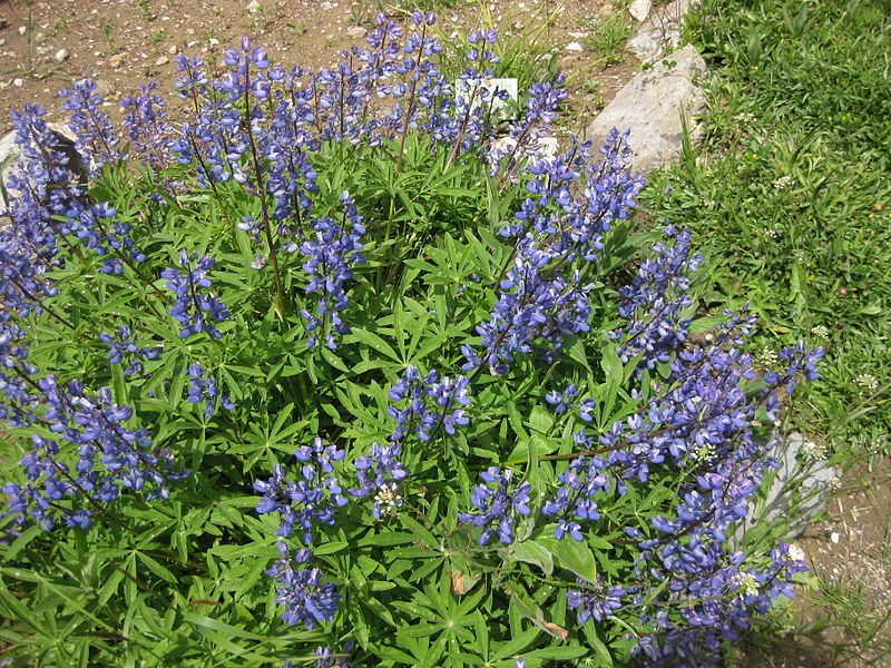 File:Lupinus nootkatensis 001.JPG