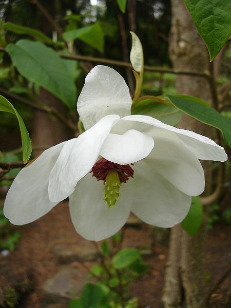 File:Magnolia wilsonii1UME.jpg