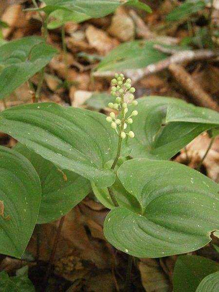 File:Maianthemum bifolium 001.JPG