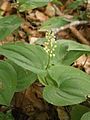 Maianthemum bifolium