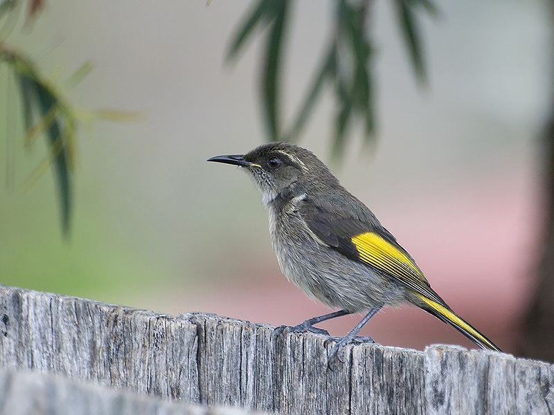 File:Male Crescent Honeyeater.jpg