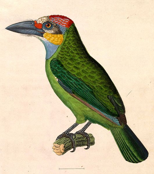 File:Megalaima chrysopogon 1838.jpg