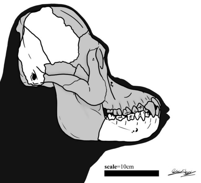 File:Meganthropus palaeojavanicus cranium.png