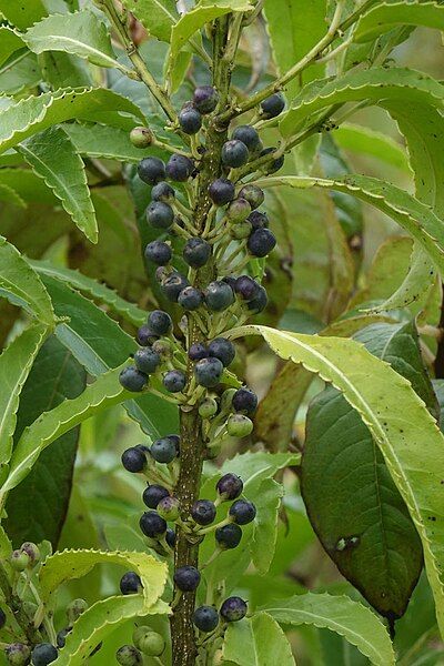 File:Melicytus lanceolatus fruiting.jpg