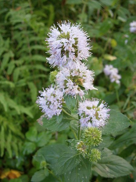 File:Mentha aquatica001.jpg