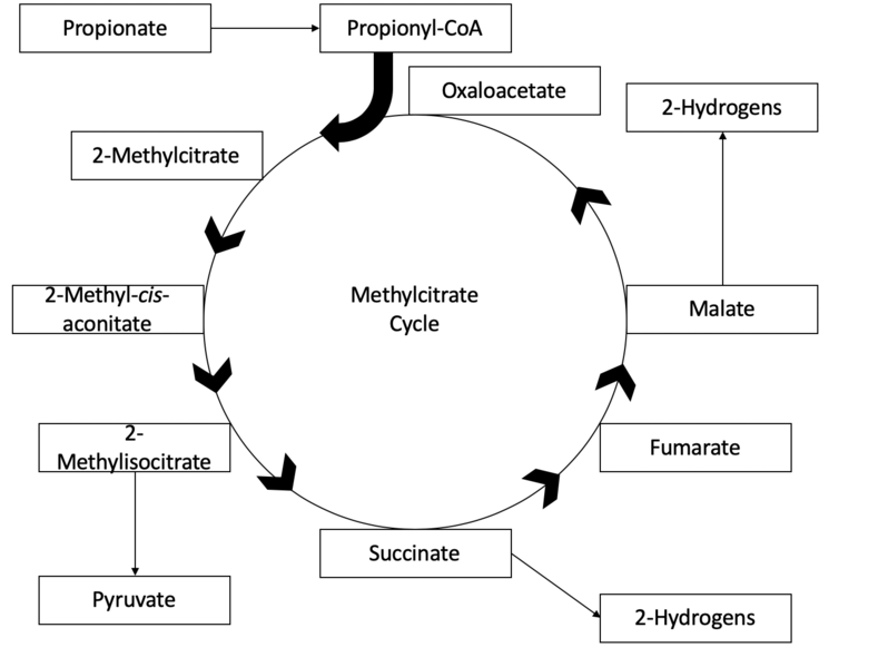 File:MethylCitrate Cycle.png