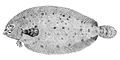 Deepwater flounder, Monolene sessilicauda