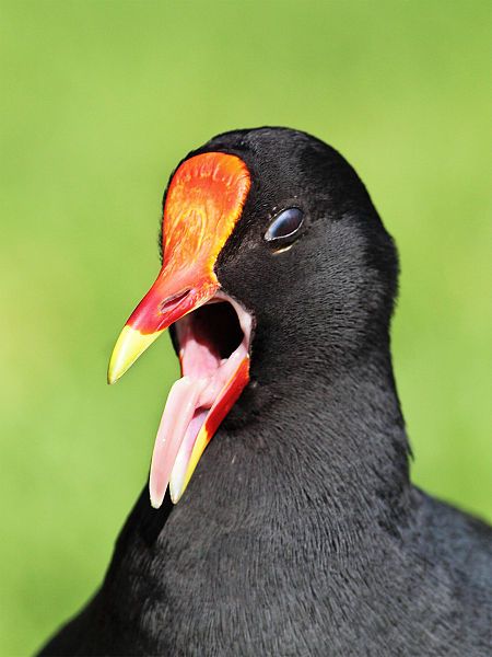 File:Moorhen-beak-open.jpg