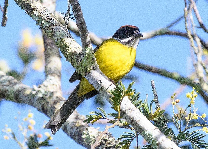 File:Moustached Brushfinch.jpg