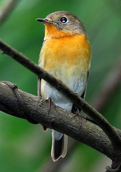 File:Mugimaki Flycatcher.jpg