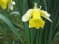 Narcissus pseudonarcissus subsp. nobilis close-up