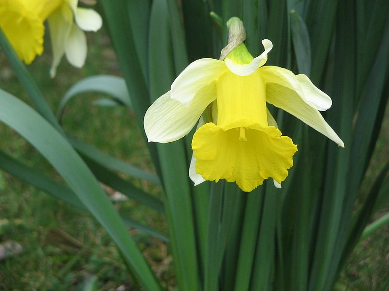 File:Narcissus pseudonarcissus nobilis02.jpg