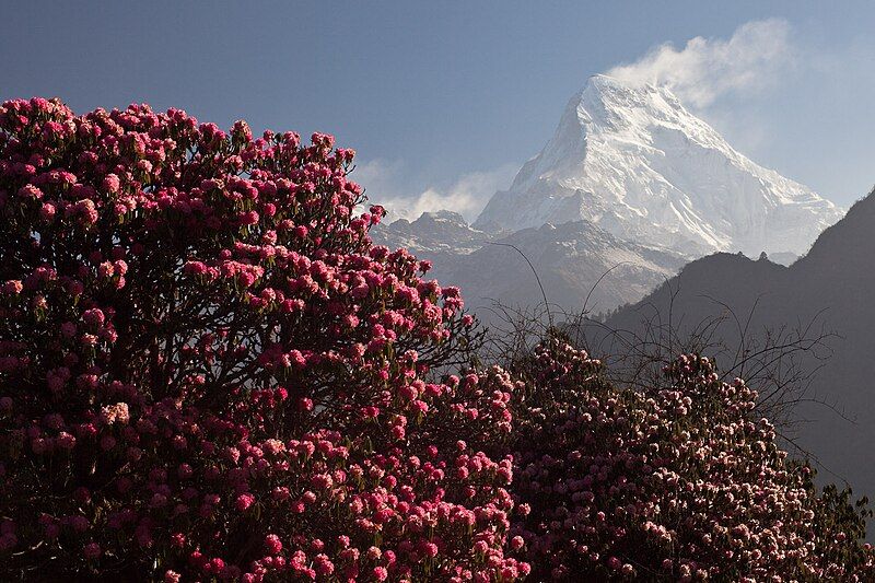 File:Nilgiri and rhododendrons.jpg