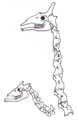 Despite the vast difference in neck length the okapi (left) and the giraffe (right) have seven cervical vertebrae.