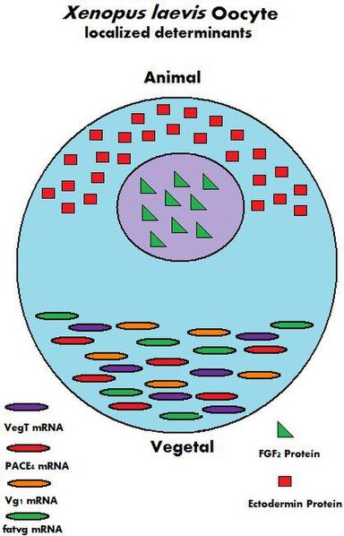 File:Oocyte Determinants.jpg