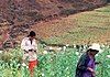 Photograph of people harvesting opium