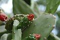 Opuntia cochinellifera