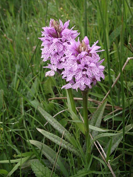 File:Orchis tâcheté.JPG