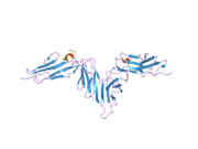 2gi7: Crystal structure of human platelet Glycoprotein VI (GPVI)