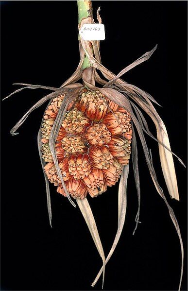 File:Pandanus-cookii-fruit-Atlas-of-Living-Australia.jpg