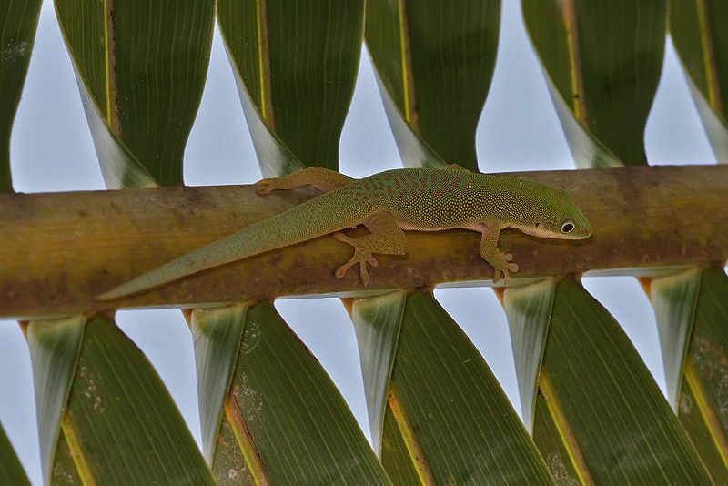 File:Phelsuma dubia edit1.jpg