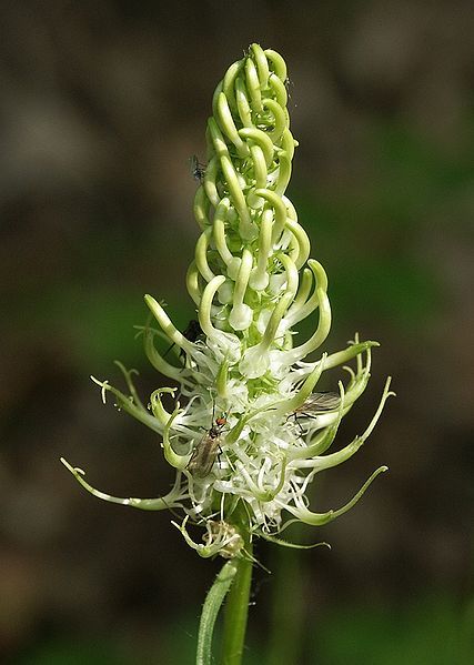 File:Phyteuma spicata 280504.jpg