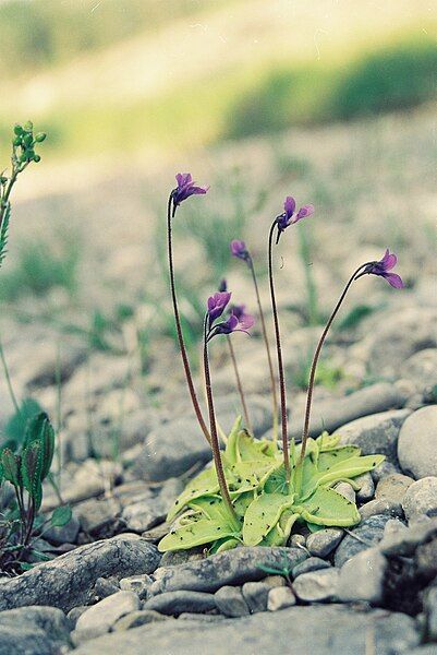 File:Pinguicula vulgaris 001.jpg