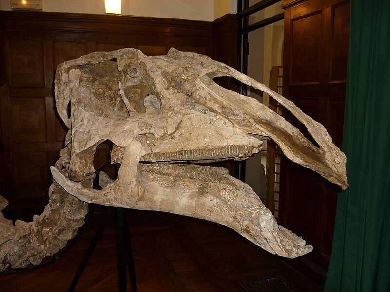 File:Prosaurolophus maximus2.JPG