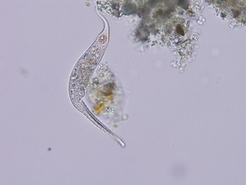 File:ProtozoaDileptusanser.png