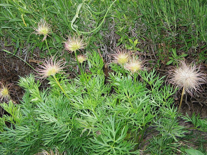 File:Pulsatilla vulgaris fruits01.jpg