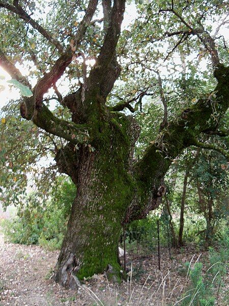 File:Quejigo El Bosque.jpg