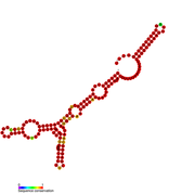 isrP Hfq binding RNA: Predicted secondary structure taken from the Rfam database. Family RF01398.