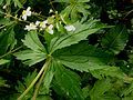 Ranunculus aconitifolius leaf