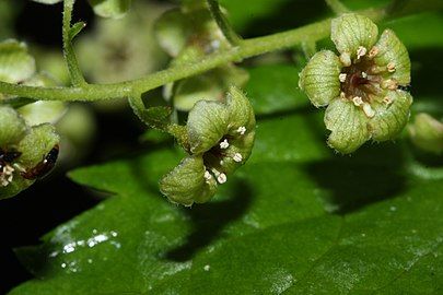 Close-up of flowers