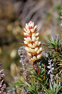 Richea scoparia