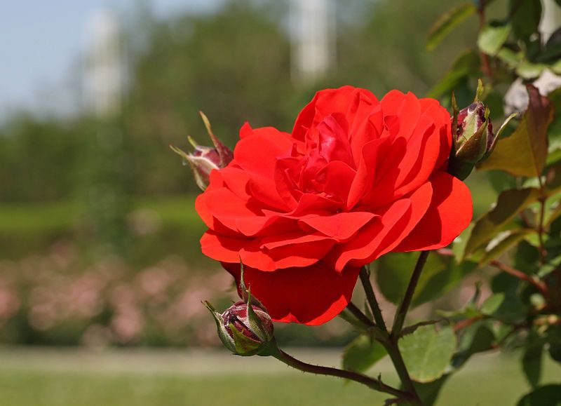 File:Rosa Trumpeter.jpg