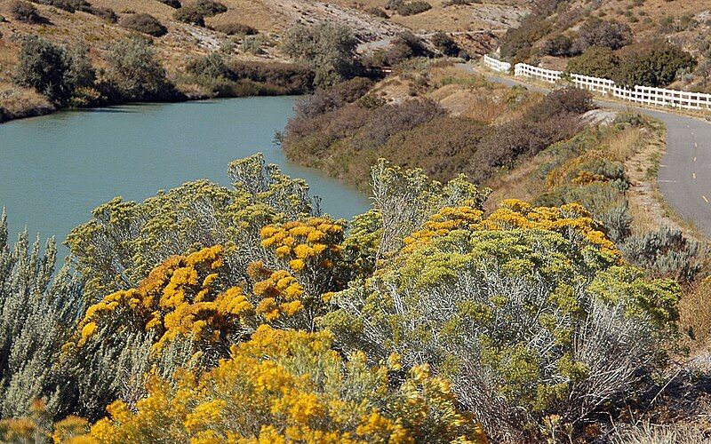 File:Rubber rabbitbrush 01.jpg