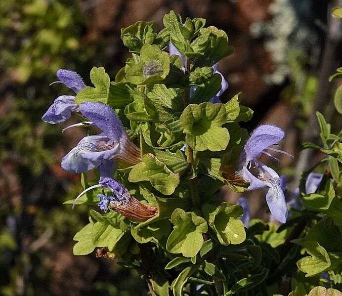 File:Salvia dentata.jpg