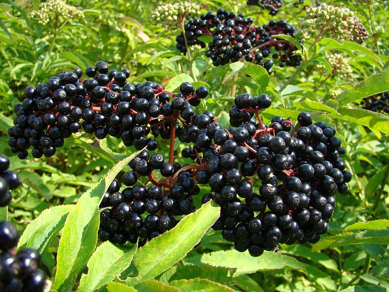 File:Sambucus-berries.jpg