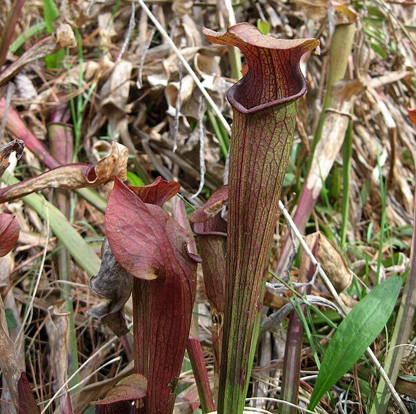 File:Sarracenia jonesii.jpg