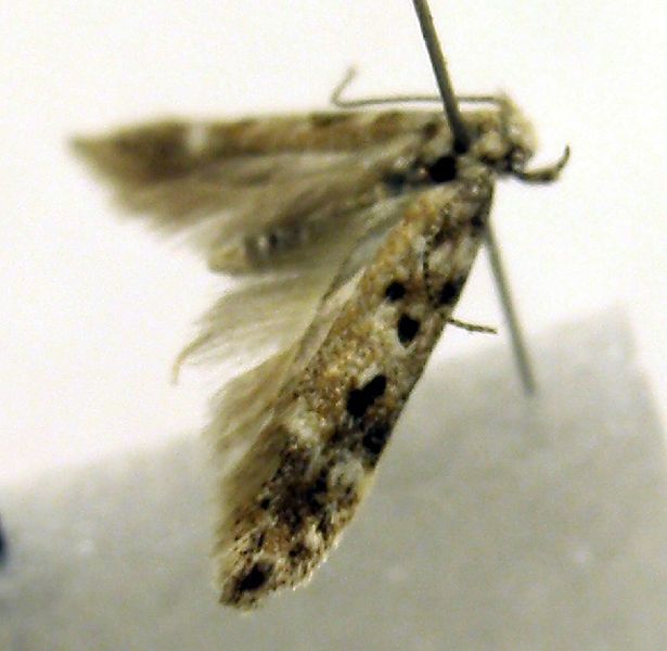 File:Scrobipalpa bryophiloides.JPG