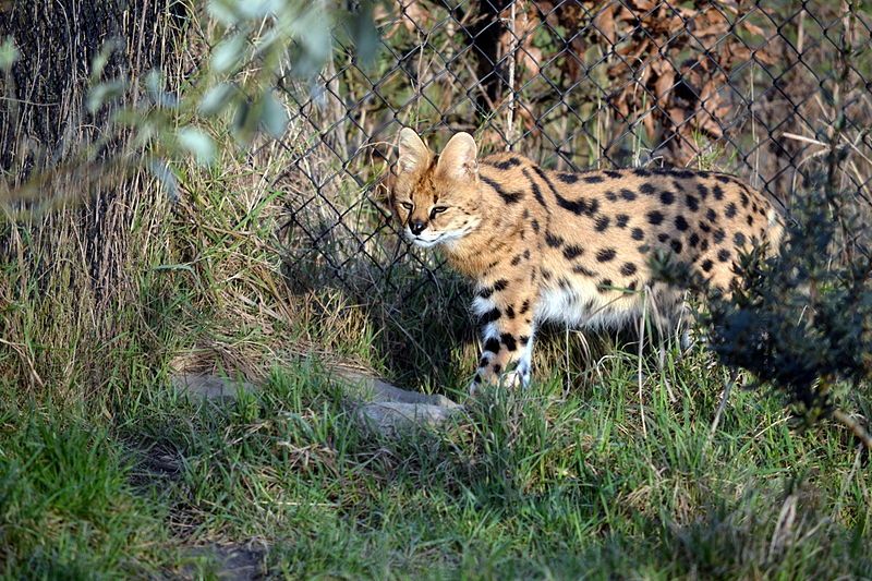 File:Serval (8373405687).jpg