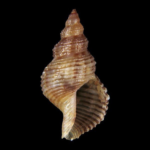 File:Shell Daphnella magnifica.jpg