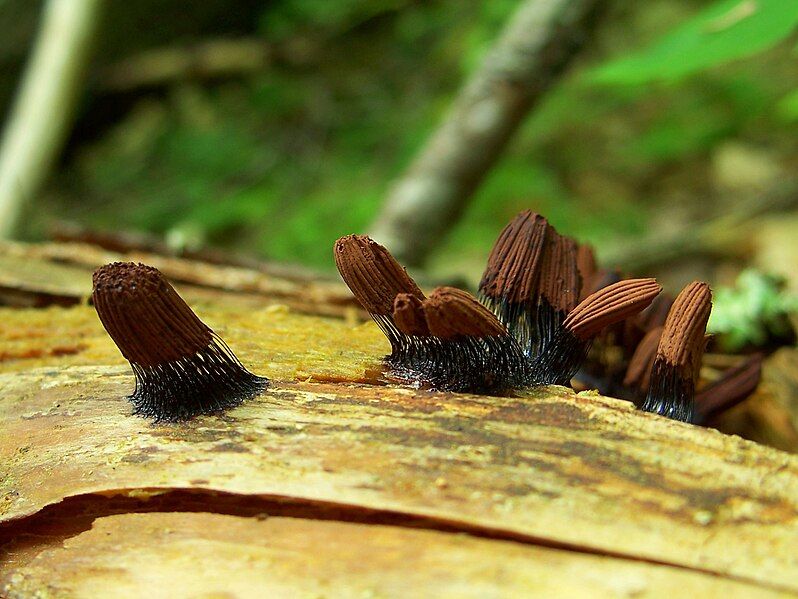 File:Stemonitis fusca 28Jun2011.jpg