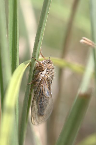 File:Sylphoides arenaria 4.jpg