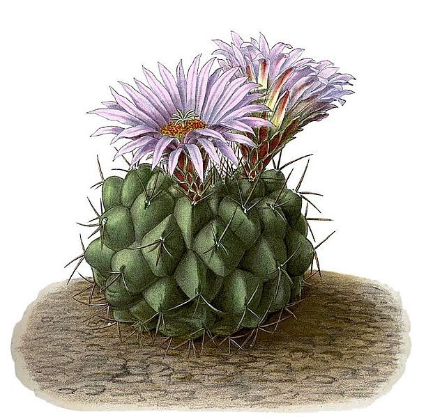 File:Thelocactus rinconensis BlKakteenT130.jpg